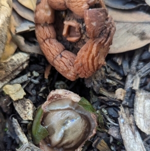 Geastrum sp. at GG235 - 16 May 2024