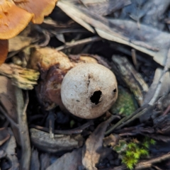 Geastrum sp. at Undefined Area - 16 May 2024 01:07 PM