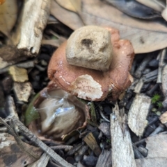 Geastrum sp. at GG235 - 16 May 2024