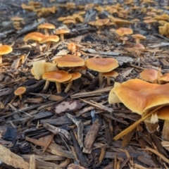 Unidentified Cap on a stem; gills below cap [mushrooms or mushroom-like] at ANBG - 16 May 2024 by HelenCross