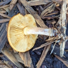 Gymnopilus sp. at ANBG - 16 May 2024