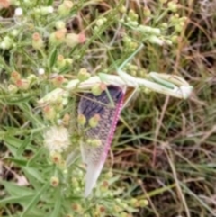 Tenodera australasiae (Purple-winged mantid) at Saint Mark's Grassland, Barton - 7 Mar 2024 by julbell1