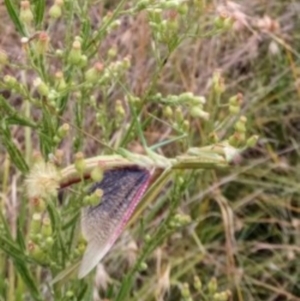 Tenodera australasiae at St Marks Grassland (SMN) - 7 Mar 2024