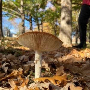 Amanita muscaria at Yarralumla, ACT - 16 May 2024