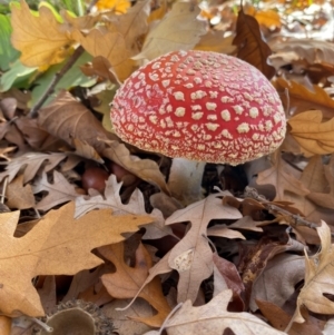 Amanita muscaria at Yarralumla, ACT - 16 May 2024