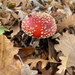 Amanita muscaria at Yarralumla, ACT - 16 May 2024