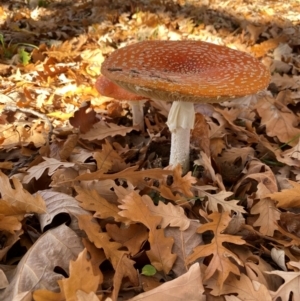 Amanita muscaria at Yarralumla, ACT - 16 May 2024