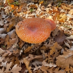 Amanita muscaria at Yarralumla, ACT - 16 May 2024 10:09 AM