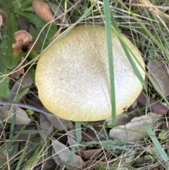 Unidentified Cap on a stem; gills below cap [mushrooms or mushroom-like] at National Arboretum Forests - 16 May 2024 by lbradley