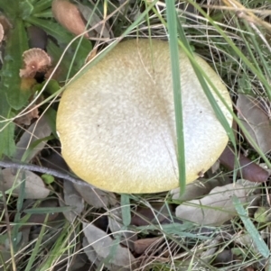 Unidentified Cap on a stem; gills below cap [mushrooms or mushroom-like] at suppressed by lbradley