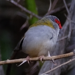 Neochmia temporalis (Red-browed Finch) at Whitlam, ACT - 16 May 2024 by Kurt