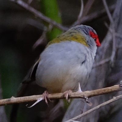 Neochmia temporalis (Red-browed Finch) at Whitlam, ACT - 16 May 2024 by Kurt
