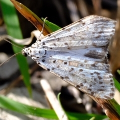 Utetheisa (genus) (A tiger moth) at Kama - 16 May 2024 by Kurt