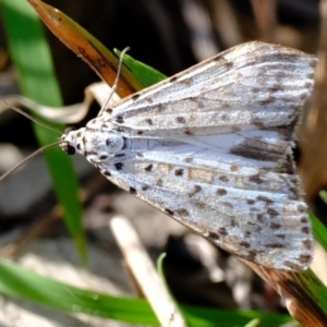 Utetheisa (genus) at Kama - 16 May 2024 02:11 PM