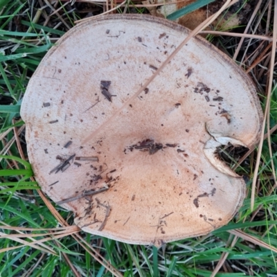 Unidentified Cap on a stem; gills below cap [mushrooms or mushroom-like] at Isaacs, ACT - 16 May 2024 by Mike