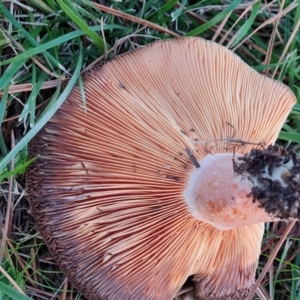 Lactarius deliciosus at Isaacs, ACT - 16 May 2024