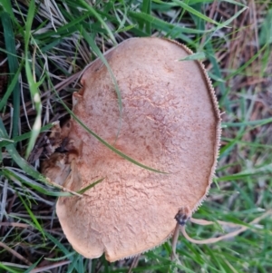 Unidentified Cap on a stem; gills below cap [mushrooms or mushroom-like] at suppressed by Mike
