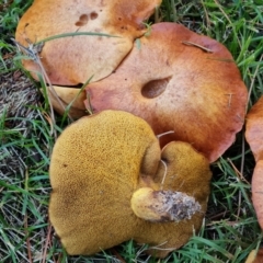 Unidentified Cap on a stem; pores below cap [boletes & stemmed polypores] at Isaacs, ACT - 16 May 2024 by Mike