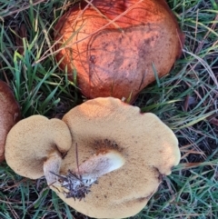 Suillus luteus at Isaacs Ridge and Nearby - 16 May 2024