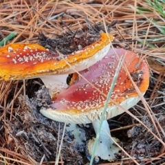 Unidentified Cap on a stem; gills below cap [mushrooms or mushroom-like] at Isaacs, ACT - 16 May 2024 by Mike