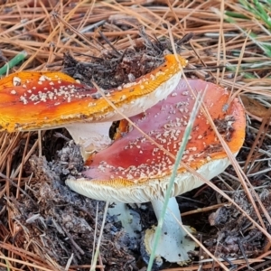 Amanita muscaria at Isaacs Ridge and Nearby - 16 May 2024