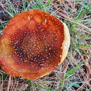 Amanita muscaria at Isaacs Ridge and Nearby - 16 May 2024