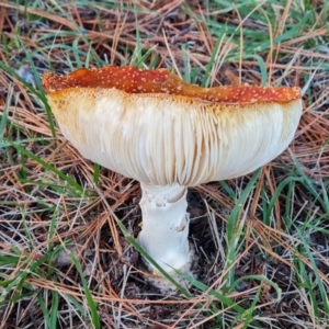 Amanita muscaria at Isaacs Ridge and Nearby - 16 May 2024