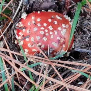 Amanita muscaria at Isaacs Ridge and Nearby - 16 May 2024