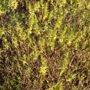 Melichrus urceolatus at Farrer Ridge - 16 May 2024