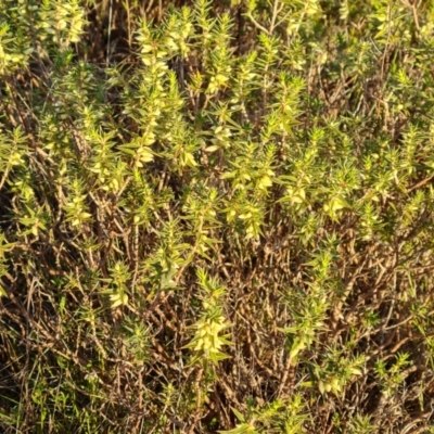 Melichrus urceolatus at Farrer, ACT - 16 May 2024 by Mike