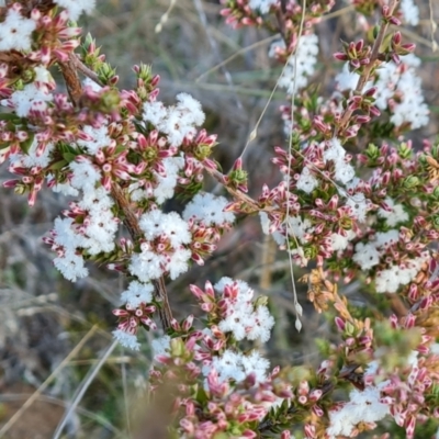 Leucopogon attenuatus (Small-leaved Beard Heath) at Farrer, ACT - 16 May 2024 by Mike