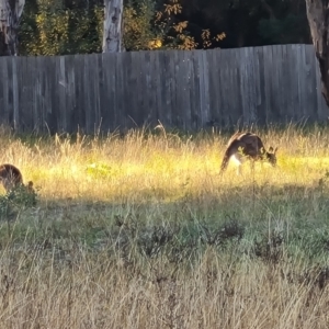 Macropus giganteus at Farrer Ridge - 16 May 2024