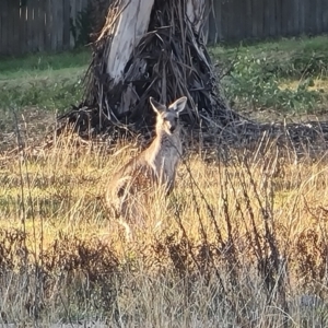 Macropus giganteus at Farrer Ridge - 16 May 2024