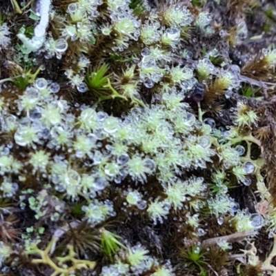 Unidentified Lichen, Moss or other Bryophyte at Gordon, ACT - 16 May 2024 by Mike