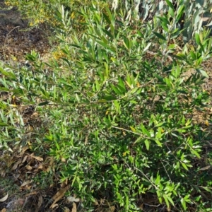 Olea europaea subsp. cuspidata at Farrer Ridge - 16 May 2024 03:27 PM