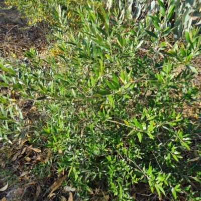 Olea europaea subsp. cuspidata at Farrer, ACT - 16 May 2024 by Mike