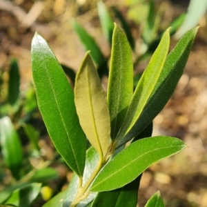 Olea europaea subsp. cuspidata at Farrer Ridge - 16 May 2024