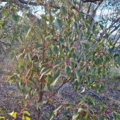 Brachychiton populneus subsp. populneus (Kurrajong) at Farrer Ridge - 16 May 2024 by Mike