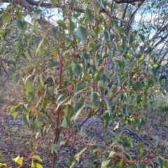 Brachychiton populneus subsp. populneus (Kurrajong) at Farrer, ACT - 16 May 2024 by Mike