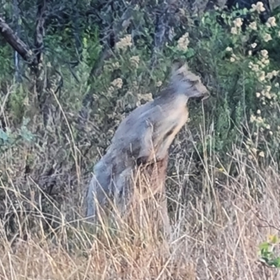 Macropus giganteus (Eastern Grey Kangaroo) at Farrer Ridge - 16 May 2024 by Mike