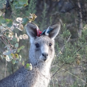 Macropus giganteus at Farrer Ridge - 16 May 2024