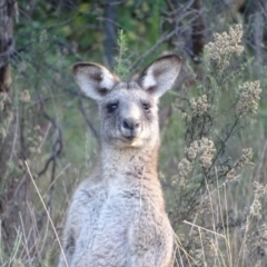 Macropus giganteus at Farrer Ridge - 16 May 2024 03:14 PM