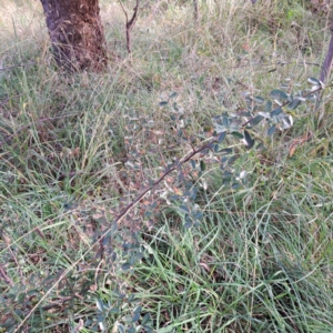 Pyracantha fortuneana at Mount Majura - 16 May 2024