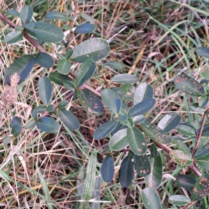 Pyracantha fortuneana at Mount Majura - 16 May 2024