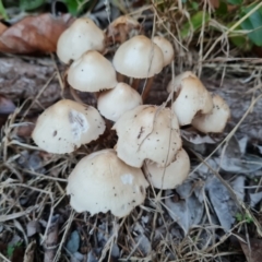 Unidentified Cap on a stem; gills below cap [mushrooms or mushroom-like] at Isaacs Ridge and Nearby - 16 May 2024 by Mike