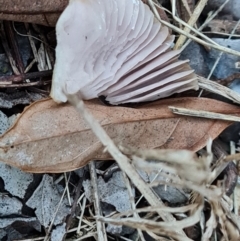 zz agaric (stem; gills white/cream) at Isaacs Ridge and Nearby - 16 May 2024