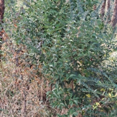 Ligustrum lucidum (Large-leaved Privet) at Mount Majura - 16 May 2024 by abread111