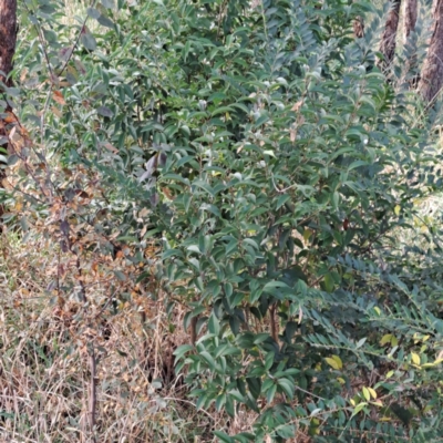 Ligustrum lucidum (Large-leaved Privet) at Hackett, ACT - 16 May 2024 by abread111