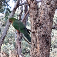 Alisterus scapularis (Australian King-Parrot) at Mount Majura - 16 May 2024 by abread111