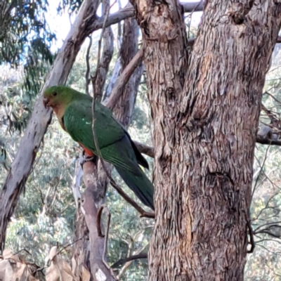 Alisterus scapularis (Australian King-Parrot) at Hackett, ACT - 16 May 2024 by abread111